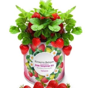 BUFFER® Konserve Bahçem Evde Konservede Çilek Yetiştirme Kiti
